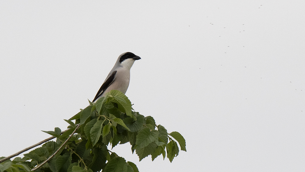 Lesser Gray Shrike